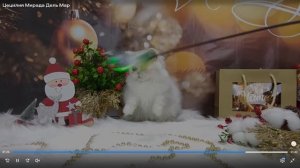 Котята питомника кошек  МИРАДА ДЕЛЬ МАР