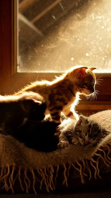 The last ray of sunlight / Последний солнечный луч #shorts #cat #веселыекоты #kitten #прикольныекоты смотреть онлайн