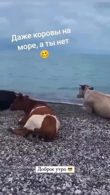Даже коровы на море, а ты нет! 😂 смотреть онлайн