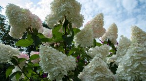 Когда лучше обрезать гортензии? Скоро начнет таять снег