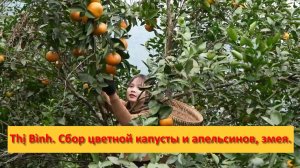 Thị Bình. Вьетнам.  Сбор цветной капусты и  апельсинов для продажи, уход за птенцами, милая змея.