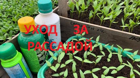 Уход за рассадой. Чем подкармливать и как поливать- полезные советы. смотреть онлайн