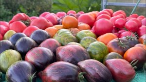 15.08.25 обзор огорода, сбор крупноплодных томатов