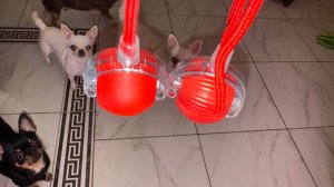 Теперь у хвостиков два веселых шарика.