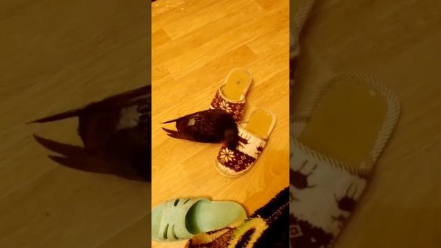 Любовь голубя к тапкам смотреть онлайн