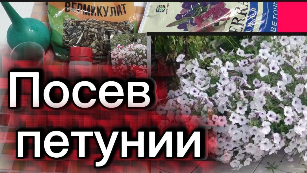 Посеяла петунию🌺 смотреть онлайн