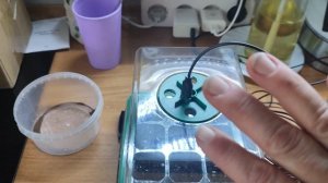 посеяла петунию (2часть)