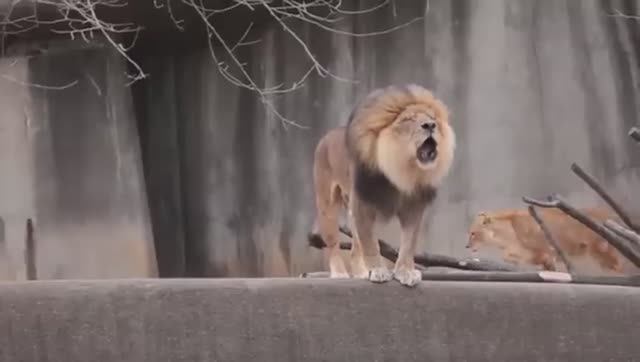 ДО И ПОСЛЕ ВЗРОСЛЕНИЯ НЕВЕРОЯТНЫЕ ТРАНСФОРМАЦИИ ЖИВОТНЫХ смотреть онлайн