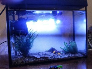 аквариумные рыбки 🐠