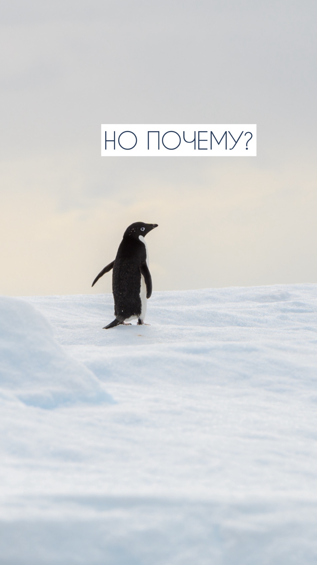 Пусть грусть, морозы и хвосты по сессии уйдут в горы смотреть онлайн