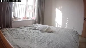 Тяжело быть котом