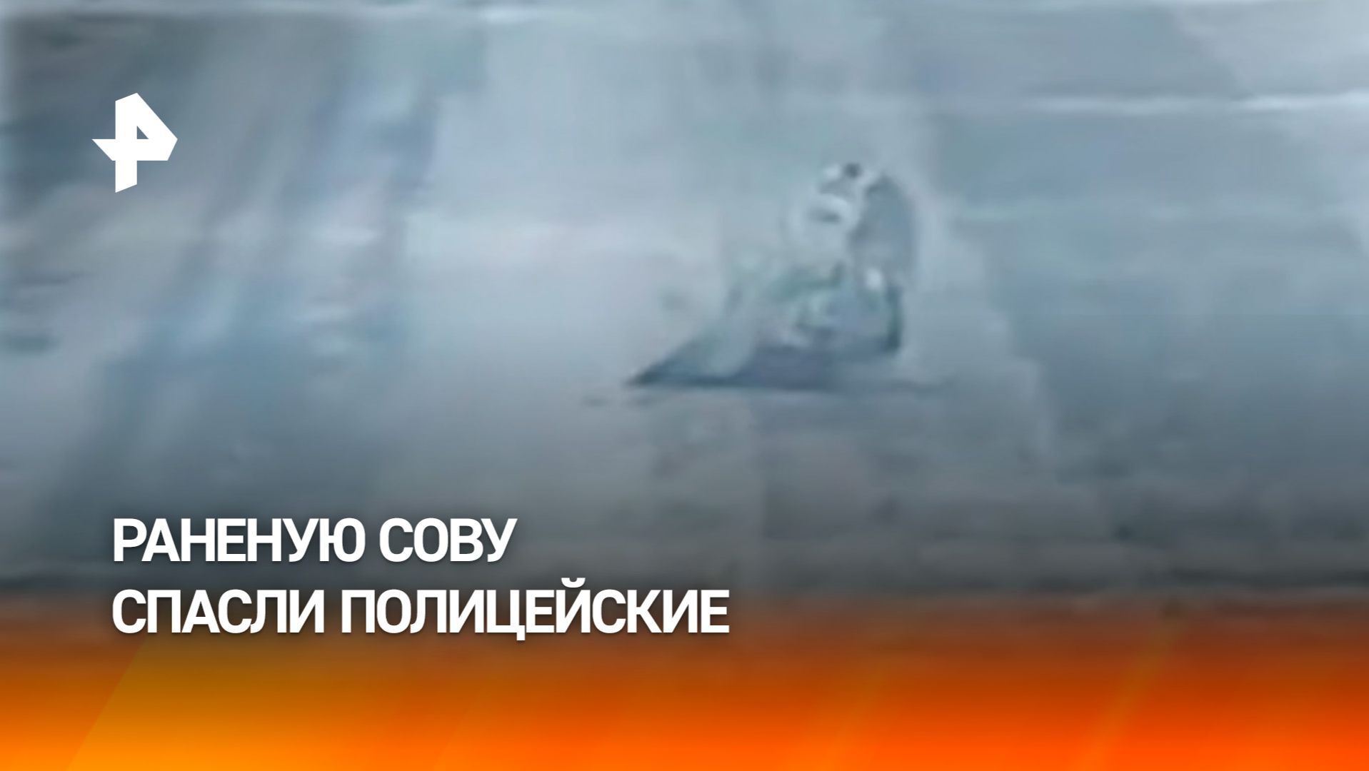 Раненую сову спасли полицейские в Иркутской области смотреть онлайн