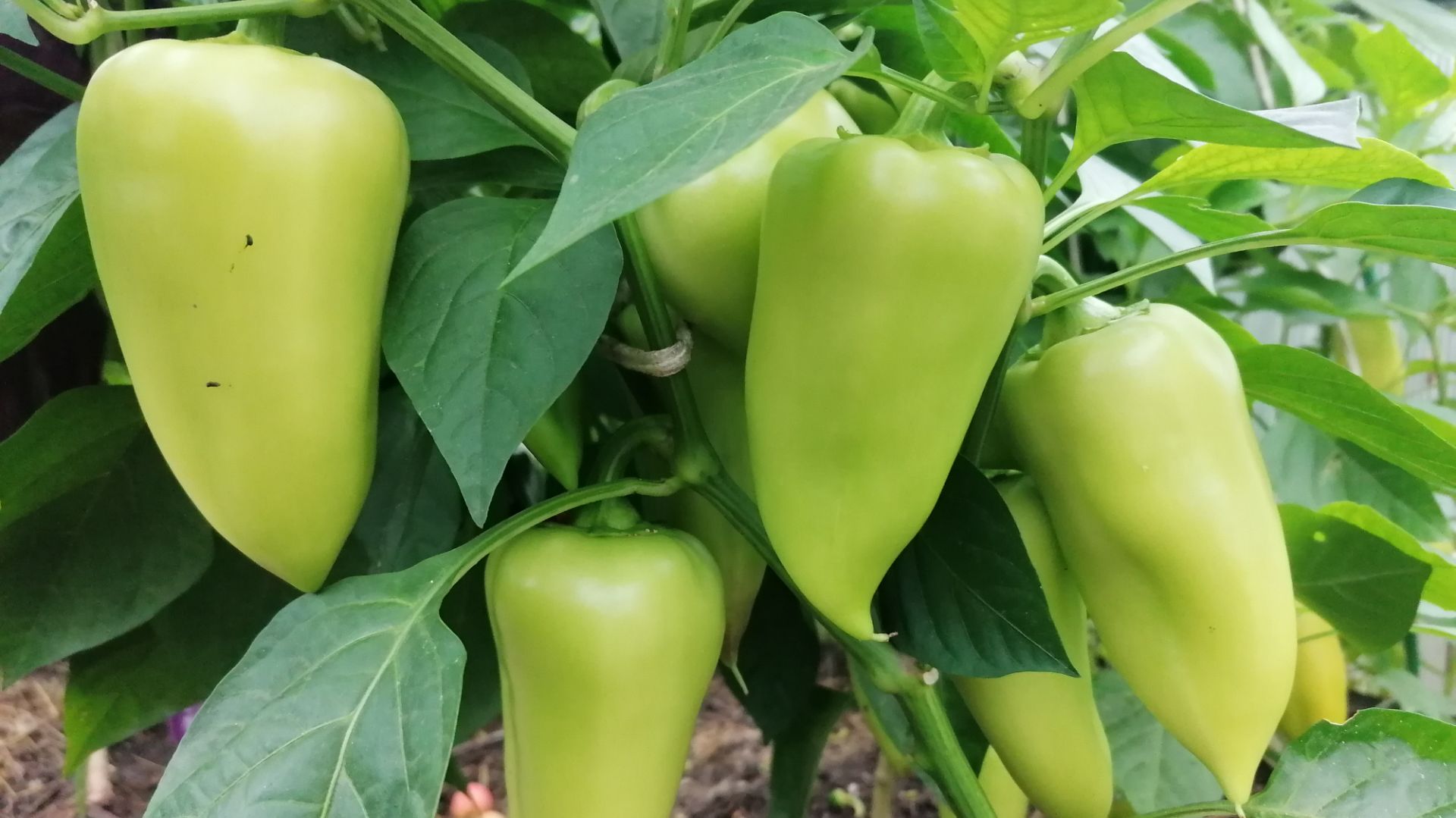 Высокоурожайный, некапризный и раннеспелый сладкий перец "Венти" смотреть онлайн