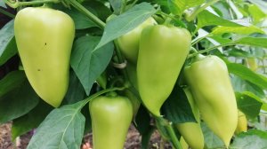 Высокоурожайный, некапризный и раннеспелый сладкий перец "Венти"