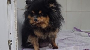 «Неликвидным» шпицам нужна срочная операция, чтобы выжить! | Кроха, Дона, Бостон, Малыш