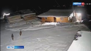 Стая волков повадилась хозяйничать в костромском райцентре