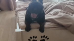 Ну как же хорош, этот сладкий Окорочок | Французский Бульдог Краш