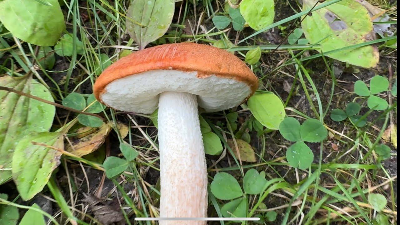 20.08.25 Грибная разведка! смотреть онлайн