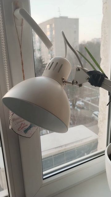 Помидоры на подоконнике круглый год 🍅🍅🍅