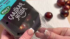 ЧТО ВЫРАСТЕТ?! Помидор из магазина посадила! Эксперимент 2023!