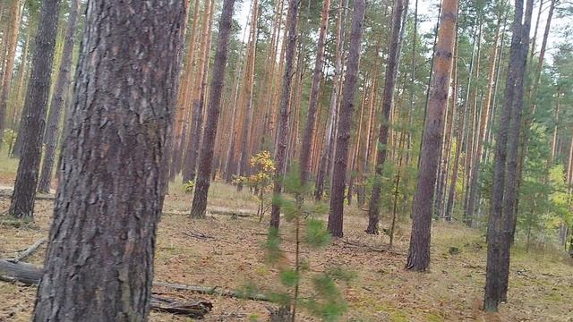 прогулка по лесу смотреть онлайн