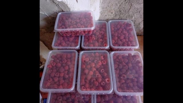 Видео архив.Малая часть сбора малины 2025г смотреть онлайн