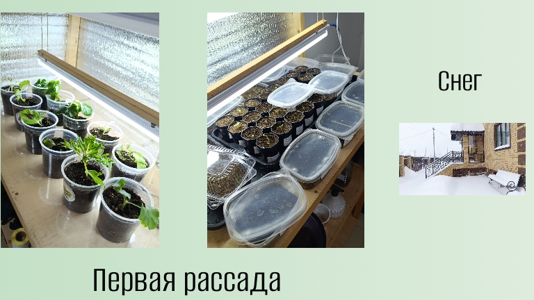 Рассада  Снег