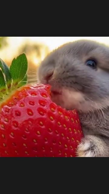 миниживотные животныевидео пушистики лучшедрузья зоосемья милыезверушки