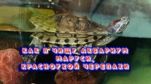 Как я чищу аквариум Маруси, красноухой черепахи / Архив от 23.05.2022