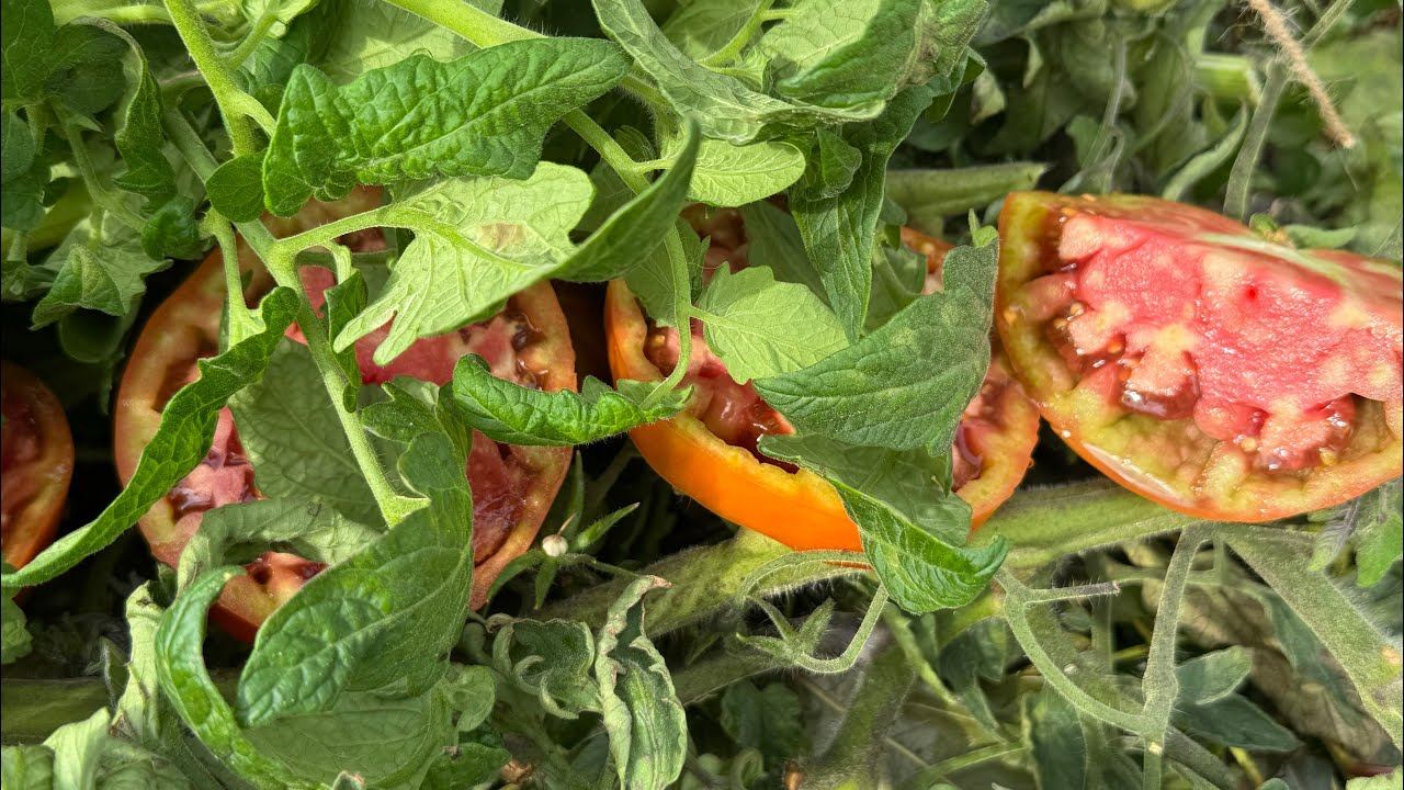 Томат для компоста! НЕУДАЧНЫЙ смотреть онлайн