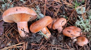 Грибы!!! Они проснулись! Два сбора и обработка! Кто счастливый грибник?! Я!