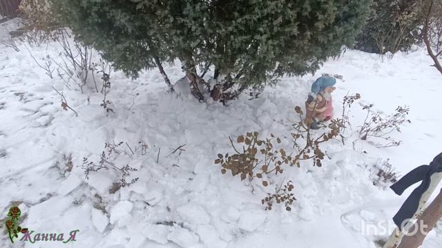 Грядут морозы, а розы не укрыты.. что делать???