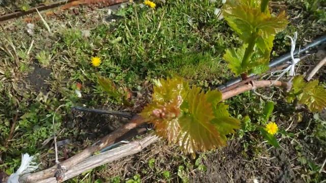 Виноград. Предварительная обломка побегов в мае. смотреть онлайн