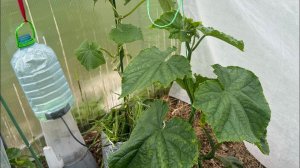 28-20.06.25 огурцу в мешке капельный полив, томаты уличные подвязаны, чеснок удобрен