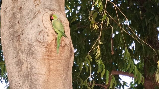 Волнистые попугайчики в парке! смотреть онлайн