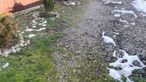 Любят лапки и мои пальцы