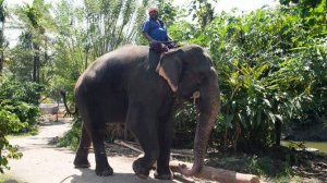 СМИ сообщили о закрытии аттракционов с катанием на слонах на Бали