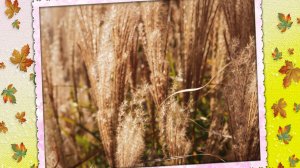 Осіння  природа  Чернівців   2025 . Архів