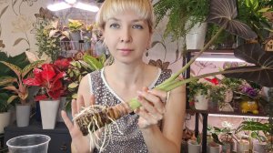 Переукорененная Регал Шилдс, пересадка в кокосовый субстрат