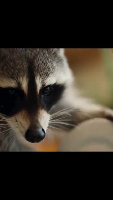 енот приключенияенота развлечения видеоенота питомцы енотики животные