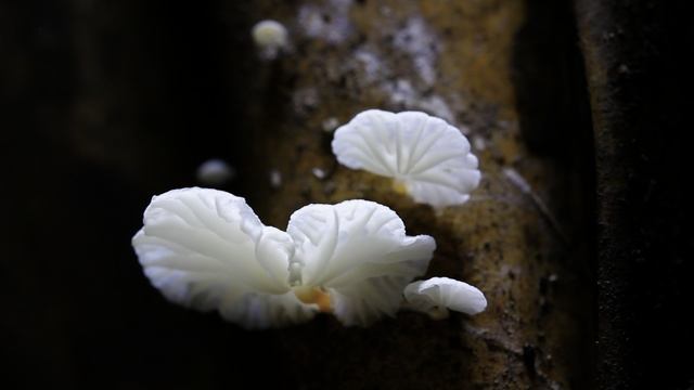 Фантастические грибы