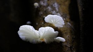 Фантастические грибы