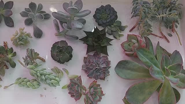 Как укоренять суккуленты | БОЛТАЛКА ●●● смотреть онлайн