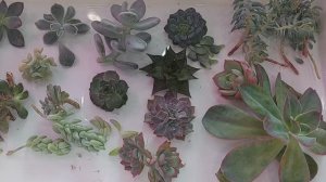 Как укоренять суккуленты | БОЛТАЛКА ●●●