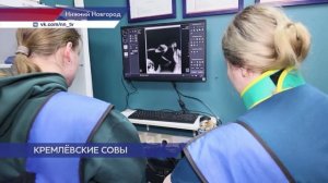 В Нижнем Новгороде сотрудники мэрии спасли раненную сову