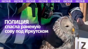 Вместо штрафов — спасение совы: сотрудники ДПС помогли раненой неясыти в Иркутской области