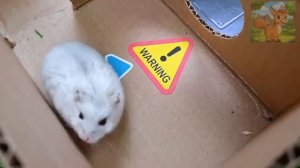 Маленький хомячок смело отправился в лабиринт с ловушками! Главный босс — радужный человек! Хомячки