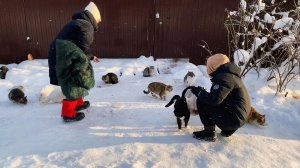 Сергей и Алиса | История двух сердец | Дачные видеозарисовки | День Добрых Дел | Как мы ловили Мисти