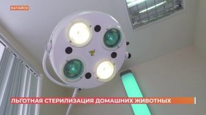 День льготной стерилизации домашних животных прошел в Ростове
