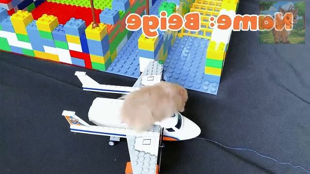 Маленький хомячок смело отправился в лавовый лабиринт! Встретившись с гигантским каменным монстром, смотреть онлайн